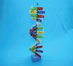 [에이스네0149] DNA 구조 만들기(5인세트)