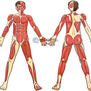 [유비네3804] 인체의 신비 인체 근육 모형 (완성시 약70cm)(5인 세트)